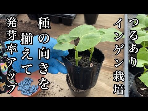 つるありインゲン栽培・上手に発芽させるコツ【種まき〜苗の作り方と育て方】22/4/6