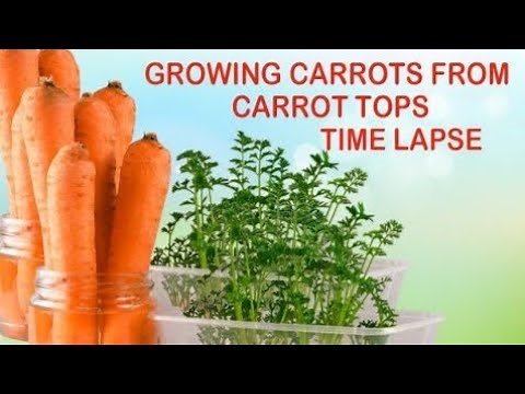 Carrot Growing Time Lapse | Growing Carrots from Carrot Tops | Carrot Time Lapse Cross Section