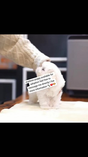 Maltese Puppy Available for Adoption in Los Angeles