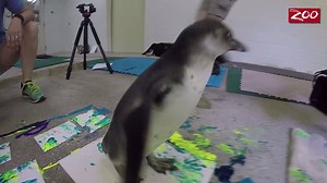 8.9K views · 481 reactions | Introducing a new art technique: Waddle! On today’s "Wildlife and Wild Places” with president and CEO, Tom Stalf go behind the scenes to see the penguins paint their masterpieces! These works of art can be purchased at the Zoo’s gift shop and all proceeds benefit the Zoo’s Enrichment Fund. | Columbus Zoo and Aquarium | Facebook