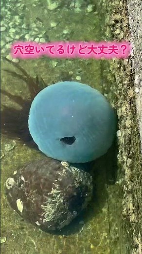 漁港で巨大◯◯◯に遭遇！デカすぎ！#巨大生物#クラゲ
