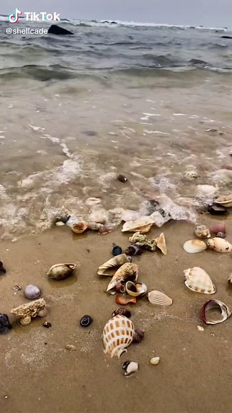 Seashell Heaven Collection in Australia
