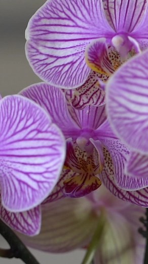 32K views · 386 reactions | Orchids are some of the most beautiful...