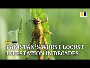 Locust invasion devastates crops as Pakistan suffers worst infestation in two decades