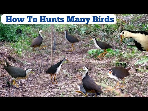 Natural Bird Hunting with Simple Trap#NaturalBirdHunting