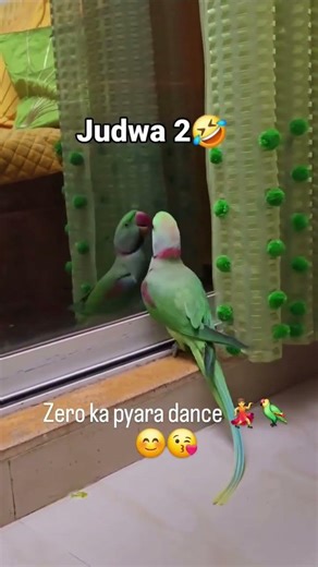 Zero ka Zabardast Dance 😍💃 | Music par full masti! #parrot #dansingparrot #viral #funny