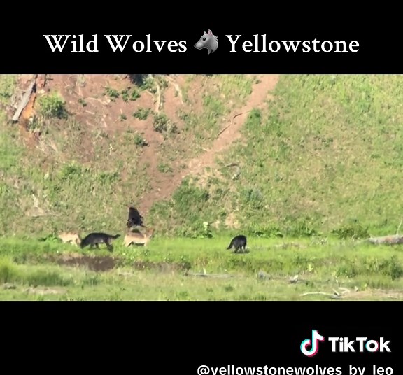 yellowstone_wolves_by_leo on TikTok