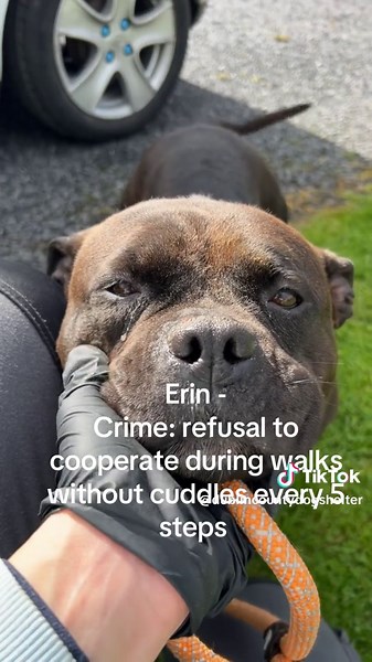 Available Dublin County Dog Shelter Dogs for Adoption