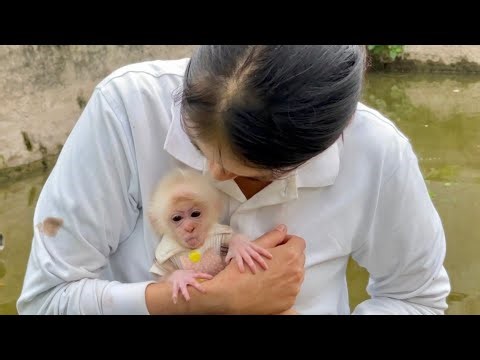 Baby monkey Abi looks for his mother with a cute face