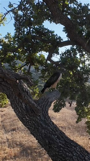 Drone Captures Wild Hawk Up Close🦅 #drone #fvp #hawk #fyp #nature #foryou #dji #shorts