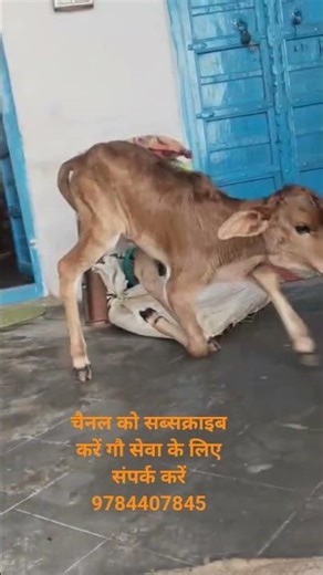 🚩श्री माधव गौ उपचार केंद्र गुलाबपुरा गौ माता की सेवा मे तत्पर 🚩