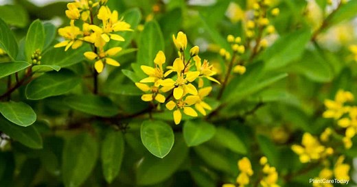 Thryallis: How To Grow and Care For Galphimia Glauca