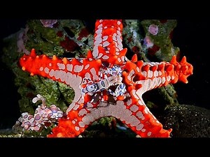 harlequin shrimps meet red knob sea star