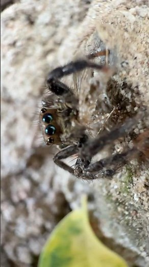 Spider vs Mosquito 🕷️🦟 | Nature’s Tiny Hunter #shorts