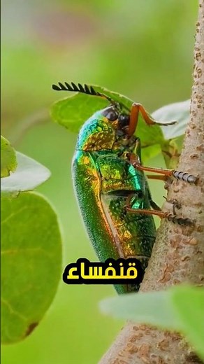 The 5 Most Beautiful Insects in the World.. #1 Will Amaze You! 😍🦋