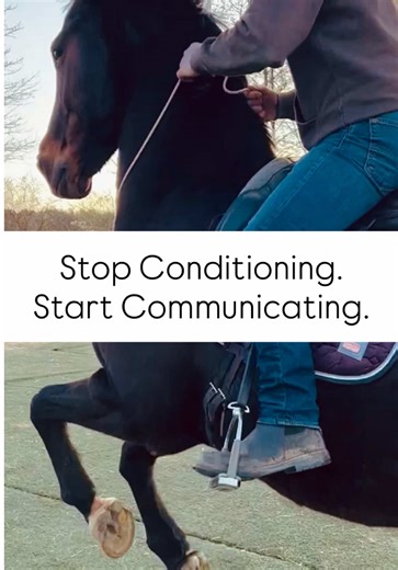 Experience the Next Level of Riding with SEATology! Say Goodbye to Traditional Conditioning with reins and lower leg aids… Instead, Connect with Your Horse on a Deeper Level Where Communication Flows Naturally from Your Thighs to Horse’s Back. Welcome to our world of SEATology ❤️ #warmblood #instahorse #horse #horsesofinstagram #dressage