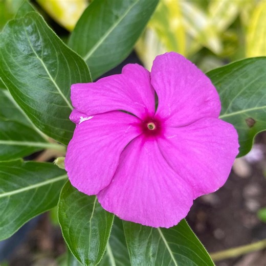 100 Pink Periwinkle Seeds – Catharanthus Vinca Rosea – Easy Annual Blooms – Ornamental Garden Flower - Etsy