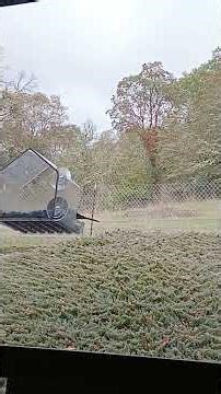 amazing wild bird play!