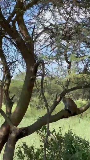 Monkey masturbating #wildlife #monkey #nairobinationalpark