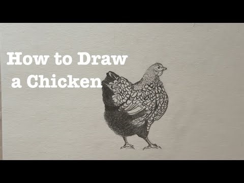 How to Draw a Chicken(Graphics)