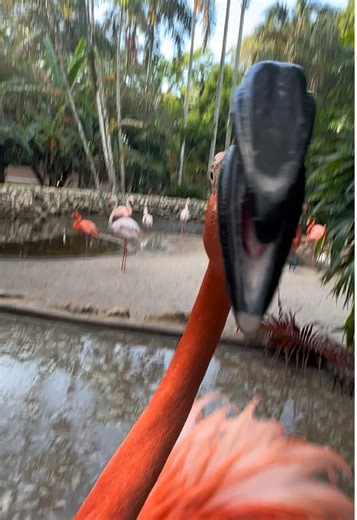 Understanding Flocking Breeding Season of Birds