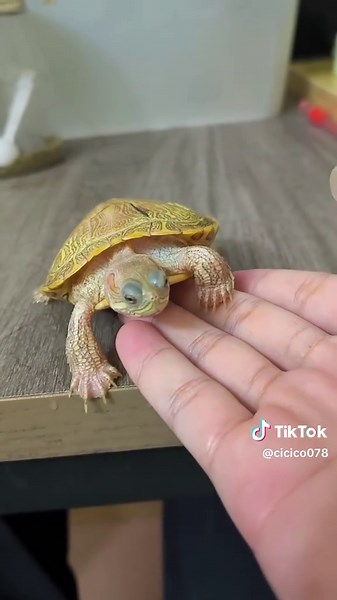 Turtle Moments: A Fun and Entertaining Journey