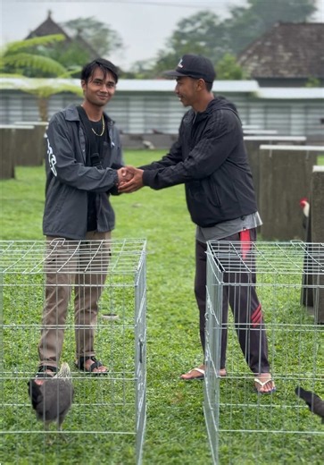 Putu Home Farm: Terima Kasih Kunjungan — Tur Singkat Peternakan