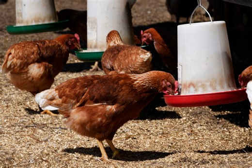 Colonial Heights considers letting residents own chickens years after making them ‘fowl play’