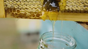 127 reactions · 38 shares | Happy #InternationalWomensDay! We're celebrating by highlighting some of the women working in the #honey industry. Learn how these female #beekeepers are making positive impacts on their communities and the environment through the art and craft of #beekeeping.  | National Honey Board | Facebook