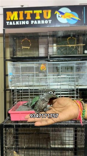 Blue conures #tamebirds