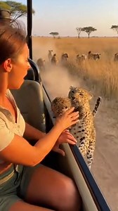 A Leopard's Desperate Hour: Wildlife experts estimate that up to 50% of leopard cubs don't survive their first year, often due to predation by lions, hyenas, or baboons. Hyenas, with their powerful jaws and pack mentality, are one of the biggest threats. This heartbreaking scene shows a mother's last fight—clinging to a moving vehicle as a woman saves her cub, only for the exhausted leopard to be swarmed by a pack of hyenas. A sacrifice witnessed in its rawest form. 💔 ​What if the camera stoppe