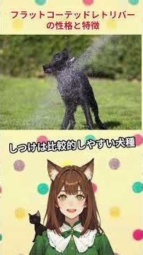 【フラットコーテッド・レトリバー】ってどんな犬？？性格や特徴、歴史に飼い方のポイントまで詳しく解説します！#犬 #フラットコーテッドレトリバー #大型犬