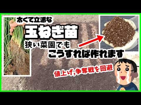 [Onion Cultivation] How to Grow Thick Bare-Root Seedlings in Your Garden or Vegetable Patch