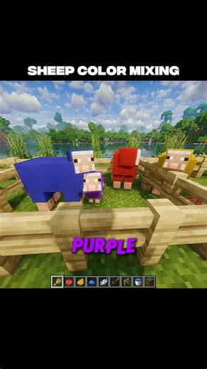 Sheep Color Mixing Minecraft #minecraft #shorts
