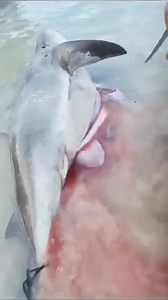 3K views · 50 comments | After extensive research, Brendon Sing,...