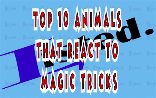 Top 10 animals react to magic tricks (Animals being tricked by magic tricks)