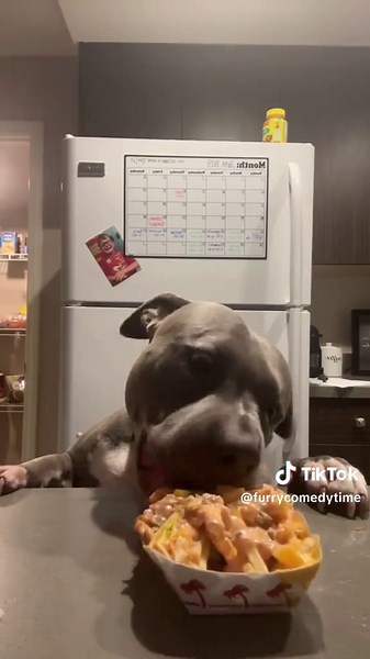 Funny Dogs Compilation: Hilarious Pet Moments