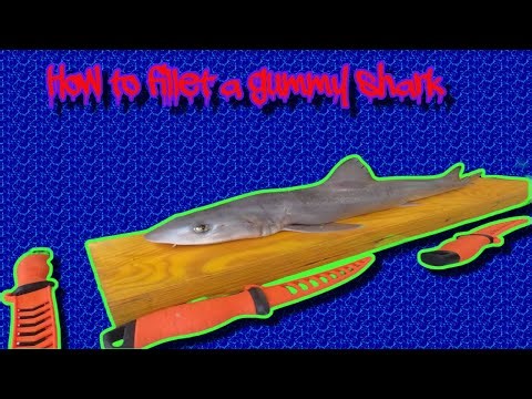 This Video Shows You How to Fillet a Gummy Shark EASILY