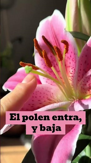 Partes de la flor
