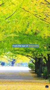 Explore the incredible history of the Ginkgo tree, a species that has survived for over 200 million years. Learn how it has adapted to modern life and remains a symbol of resilience and healing. #Ginkgo #imortality #medicinalplants #traditionalmedicine #survival #fossils #ancienthistory Read more: https://www.ancient-origins.net/news-general/ginkgo-tree-0013146 | Ancient Origins