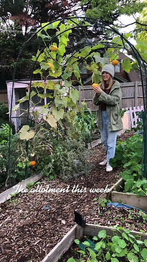 Allotment Updates: Week Highlights