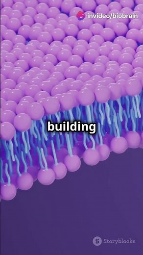 What Does the Endoplasmic Reticulum Do? #biofacts #facts #science #cellbiology #celldivision