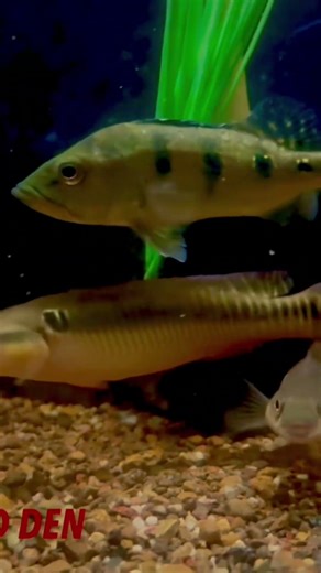 Zebrina pike feeding #cichlids #fishkeepinghobby #fishaquarium #cichlid