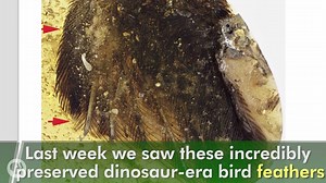 10K views · 197 reactions | These 99 million-year-old dinosaur era...