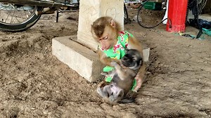 Soo loves his newborn puppies | Monkey Soo