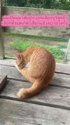 ผมเป็นแมวส้ม รุ่นเสือกบริสุทธิ์ครับ #cat #แมว #ทาสแมว ￼