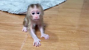 191K views · 10K reactions | Adorable Baby Boy Start Learning To walk Himself Very Confident | Monkey Daily | Facebook