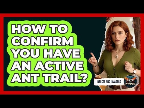How To Confirm You Have An Active Ant Trail?