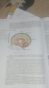 Study the labelled diagram of the human brain. We have seen tha... | Filo