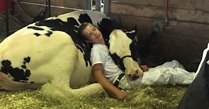 They Didn’t Take The Prize Home, But A Boy And His Cow Won Over Some Hearts